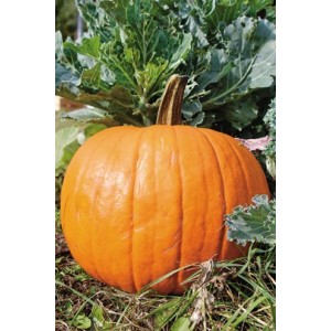 COURGE Jack O’Lantern 