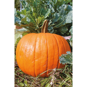 COURGE Jack O’Lantern 