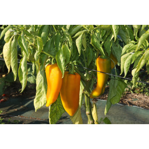 POIVRON Corno di Bue Giallo 