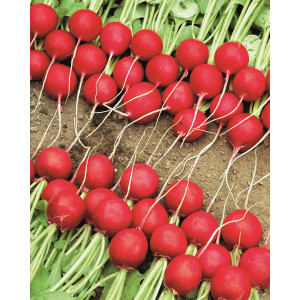 Semences horticoles de Batlle 15g Radis rond rouge pointe blanche