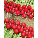 RADIS Rond rouge Celesta F1