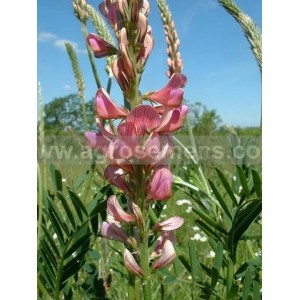 SAINFOIN avec cosses (variété selon arrivage) 