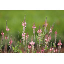 SAINFOIN avec cosses (variété selon arrivage) 