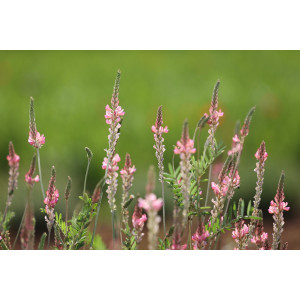 SAINFOIN avec cosses (variété selon arrivage) 