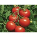 TOMATE  Pilu 