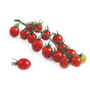 TOMATE Cerise  Apéro F1 