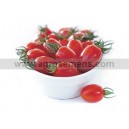 TOMATE Cerise Capriccio HF1 