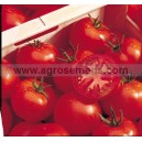 TOMATE Ronde Estiva F1 