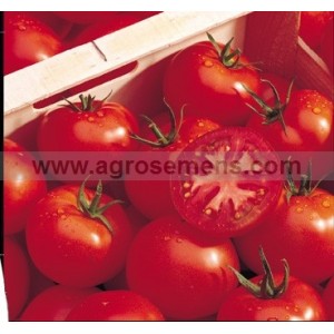 TOMATE Ronde Estiva F1 