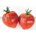 TOMATE Diversification Cauralina F1 