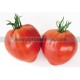 TOMATE Diversif. Cauralina F1 