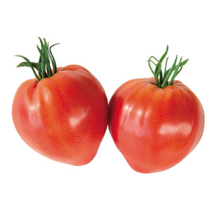 TOMATE Diversification Cauralina F1 