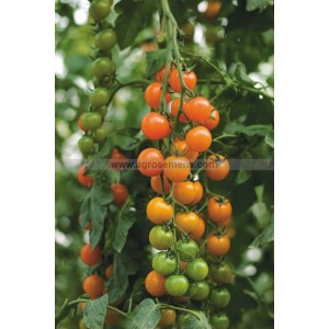 TOMATE Cerise orange Toronjina F1