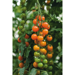 TOMATE Cerise orange Toronjina F1