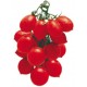 TOMATE Prince Borghese 