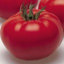 TOMATE Beef Arbason F1 