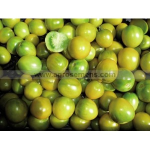 TOMATE Green Grappe 
