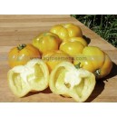 TOMATE Poivron Vincent 