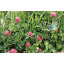 TREFLE Violet (variété selon arrivage)