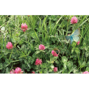 TREFLE Violet (variété selon arrivage)