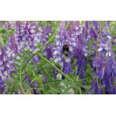 VESCE d'Hiver (variété selon arrivage)