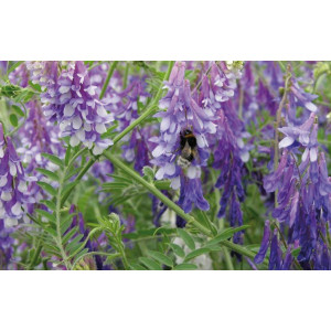 VESCE d'Hiver (variété selon arrivage)