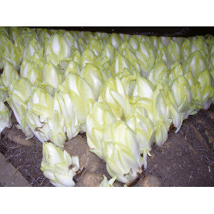 CHICORÉE Endive Dura