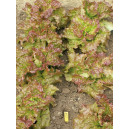 LAITUE à Tondre Frisée d’Amérique