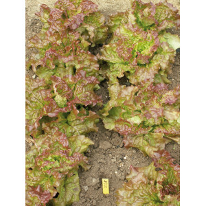 LAITUE à Tondre Frisée d’Amérique