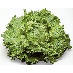 LAITUE Dorée de Printemps