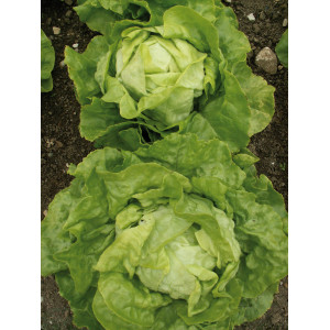 LAITUE Pommée Merveille d’hiver