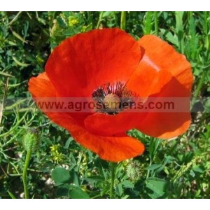 COQUELICOT