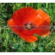 COQUELICOT