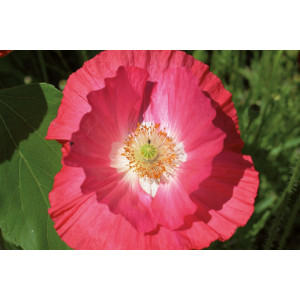 COQUELICOT