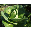 CHOU Cabus blanc Châteaurenard