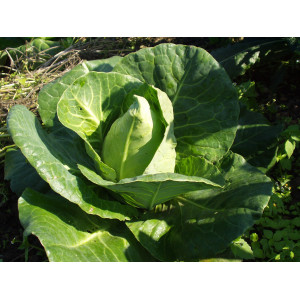 CHOU Cabus blanc Châteaurenard