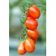 TOMATE Grappoli Corbarino (petite rouge de Bâle)