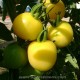 TOMATE Cer. Mirabelle Blanche