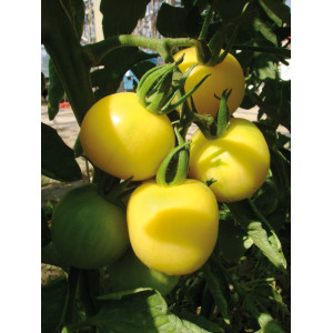 TOMATE Cerise Mirabelle Blanche