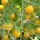 TOMATE Cocktail Clémentine