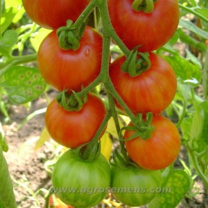 TOMATE Cocktail Tigrella Bicolore