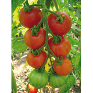 TOMATE Cocktail Tigrella Bicolore