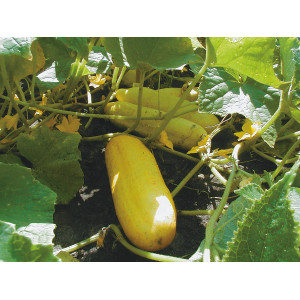 CONCOMBRE White Wonder 