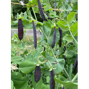 POIS à Ecosser Blauwschokker