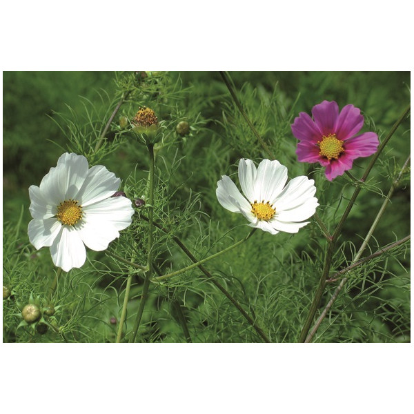 Agrosemens, Jardin, Graines,Graine,Semences,Semence,bio,COSMOS Sensation en  mélange