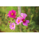 COSMOS Sensation en mélange