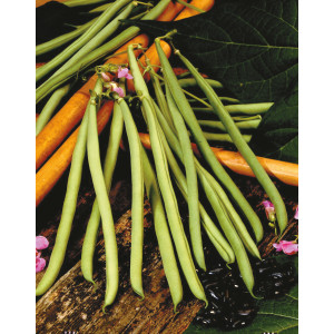 HARICOT à Rames Cobra