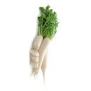RADIS Daikon (Miyashige)