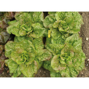 LAITUE Romaine Grasse de Morges