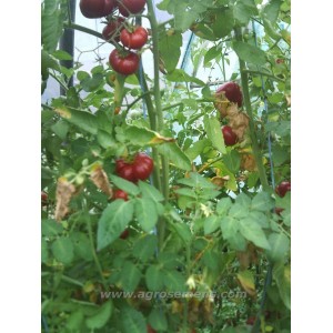 TOMATE Calabash rouge